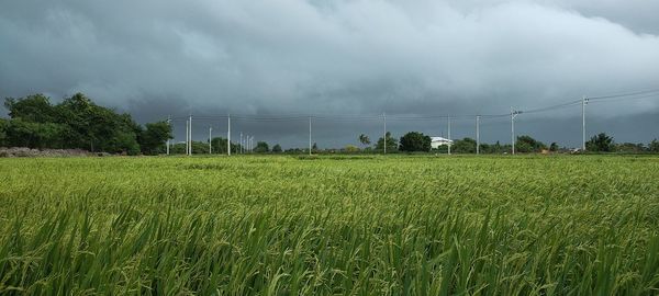 Scenic view of agricultural field against sky