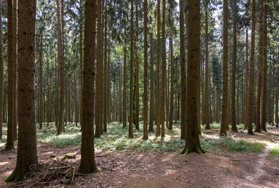 Trees growing in forest