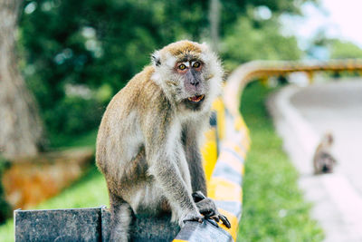 Close-up of monkey sitting looking away outdoors