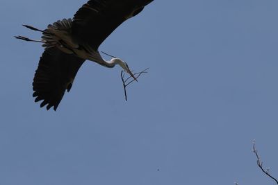 Low angle view of bird flying in sky