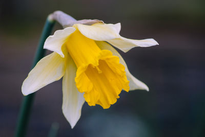 Close-up of yellow daffodil