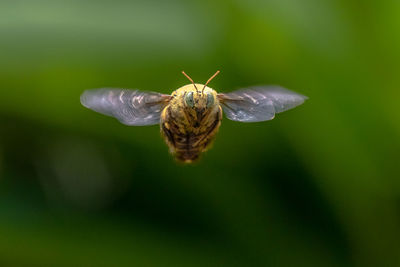 Close-up of butterfly pollinating flower