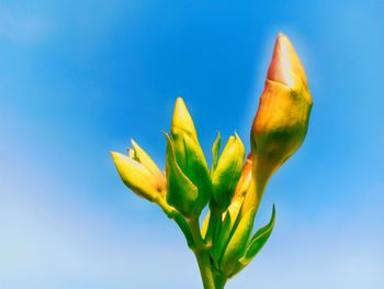Close-up of yellow flower bud against blue sky