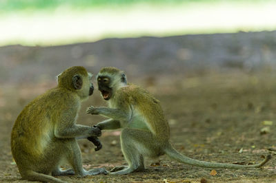 Close-up of monkey sitting on stone wall