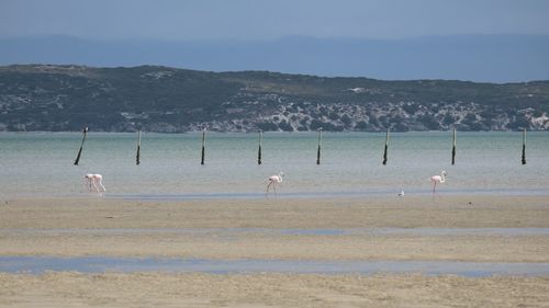 View of birds on beach against the sky