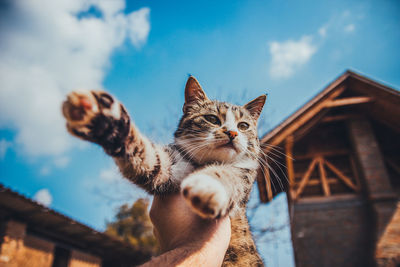 Low angle portrait of cat against sky