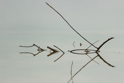 Close-up of bird against sky