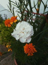 Close-up of flowers blooming outdoors