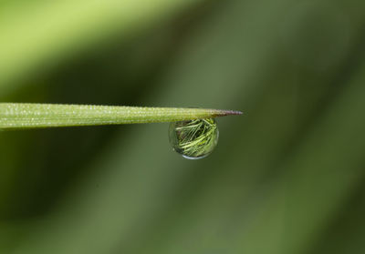 Close-up of green leaf on plant