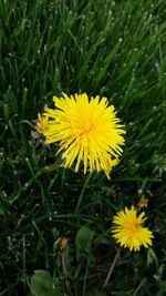 Close-up of dandelion flower blooming in field