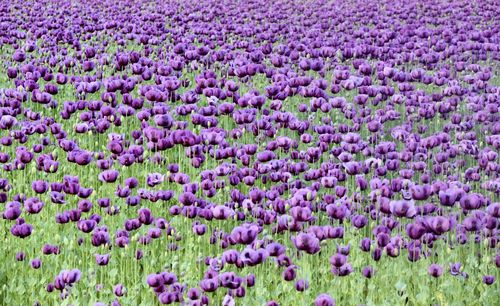 Full frame shot of flowers