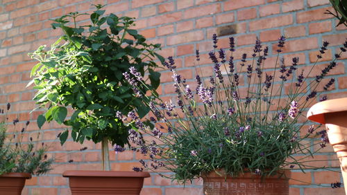 Close-up of potted plants against wall