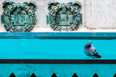 Pigeon on steps near monument