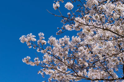 Low angle view of apple blossoms in spring