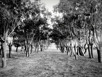 Trees in park