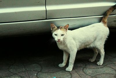 Portrait of cat in cage