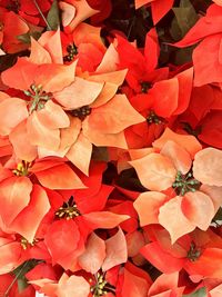 Full frame shot of orange leaves on plant during autumn