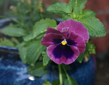 Close-up of purple flower blooming outdoors