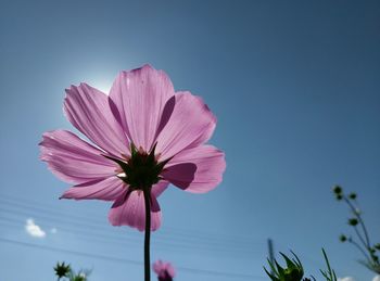 Low angle view of purple flower