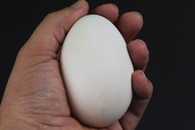 egg