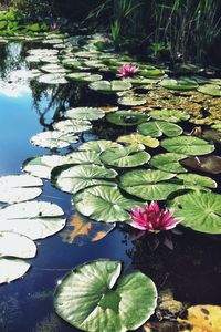 Close-up of pink lotus water lily blooming in pond