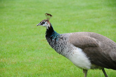 Close-up of peacock on field