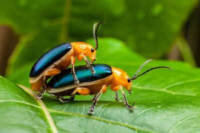 Close-up of insect on leaf