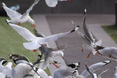 Flock of birds flying