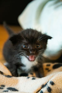 Close-up portrait of a cat