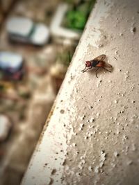 Close-up of fly on wall