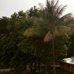 Palm trees against sky