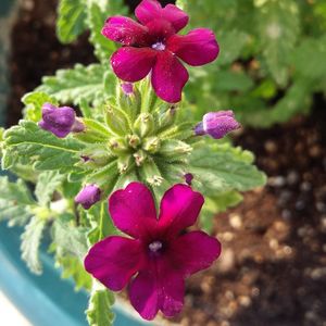 Close-up of pink flowers