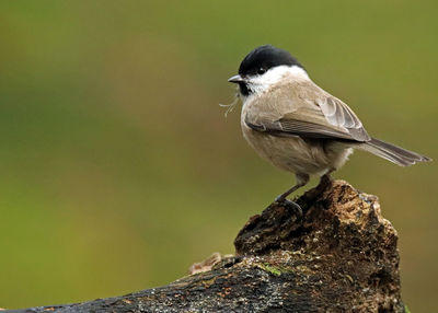 Close-up of bird perching outdoors