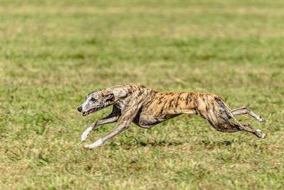 Whippet sprinter dog running and chasing lure on the field