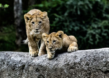 Cats on rock