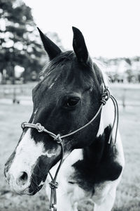 Close-up of a horse in ranch