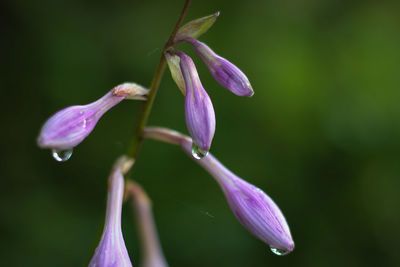 Close-up of wet flower buds