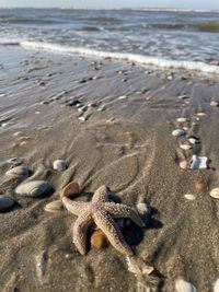 High angle view of crab on beach