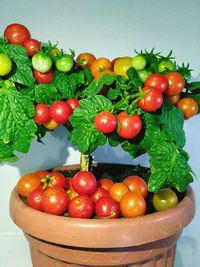 Close-up of tomatoes in basket