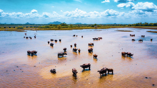 Huge herd of buffalo at songkhla lake, thailand