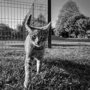 Cat standing in a field