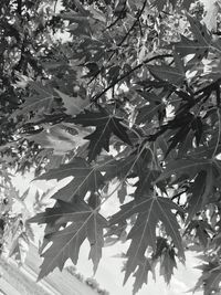 Close-up of flower tree