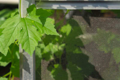 Shadow of plant on wall