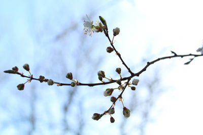 Low angle view of flowering plant against sky