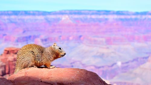 Squirrel on rock formation at grand canyon national park