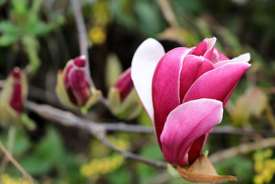 Close-up of pink rose flower