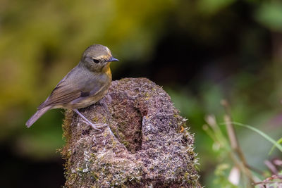 Close-up of bird perching on a rock