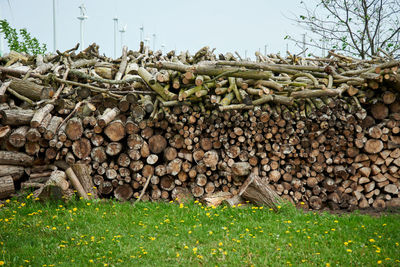 Stack of logs on field in forest