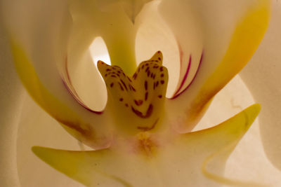 Close-up of flower blooming outdoors