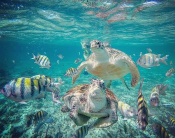 Turtles and fish swimming in sea water